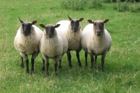 Photo Source: National Sheep Association.