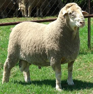 Image: <a href=http://www.dohnemerino.org class = body target = _blank>www.dohnemerino.org</a>