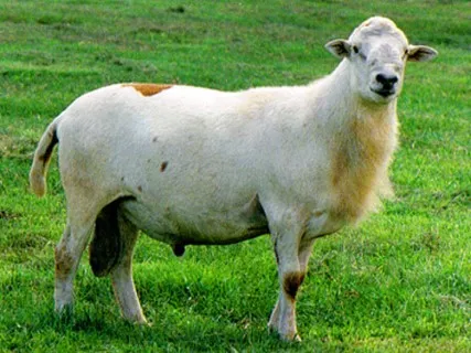 Source: Katahdin Hair Sheep International