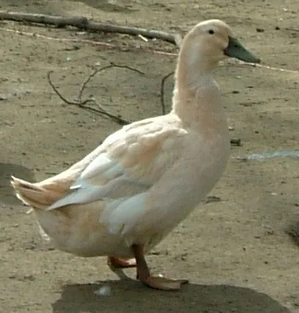 Photo Source: Wikipedia.org