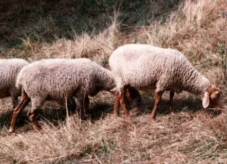 Photo source: Agraria.org