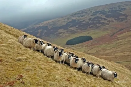Photo Source: National Sheep Association