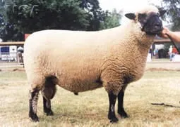 Photo Source: National Sheep Association