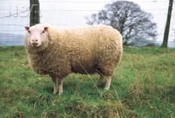 Photo Source: National Sheep Association