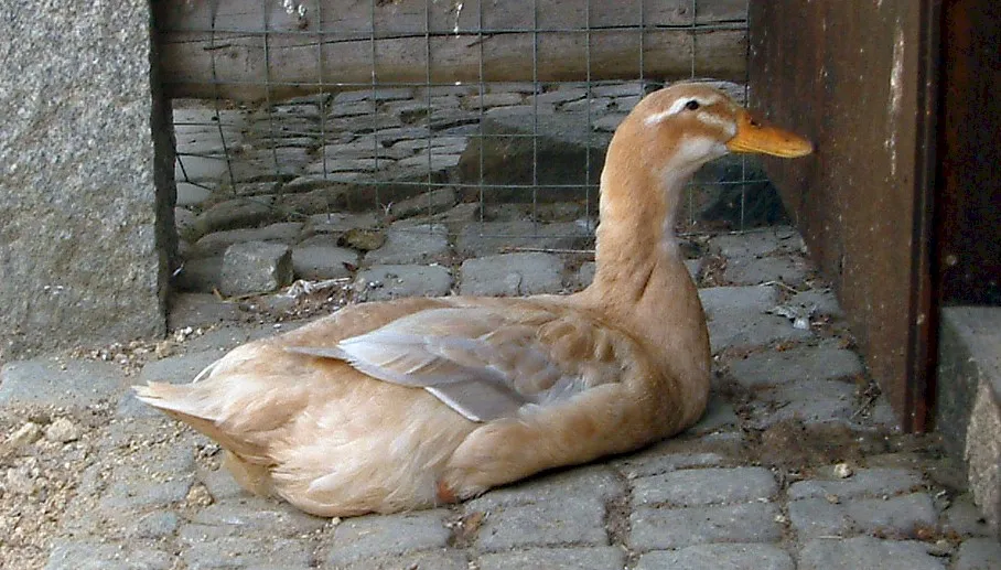 Photo Source: Wikipedia.org