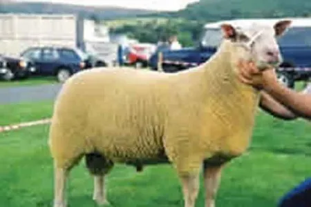 Photo Source: National Sheep Association
