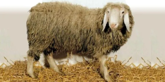 Photo source: Agraria.org