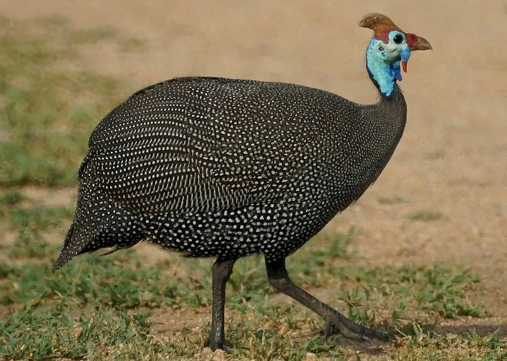 Photo Source: Wikipedia.org