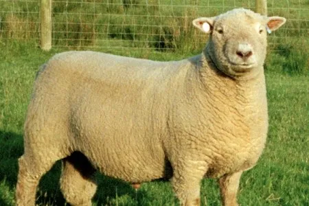 Photo source: The National Sheep Association.