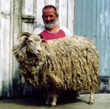 Photo Source: New Zealand Rare Breeds (<a href=
