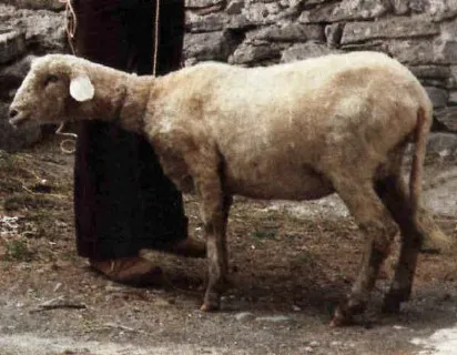 Photo source: agraia.or