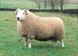 Photo Source: National Sheep Association
