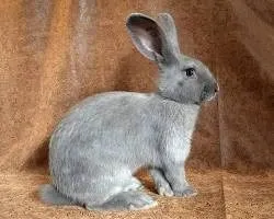 Source: livestockconservancy.org