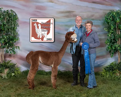 ACOV Peruvian Frango's Zuri