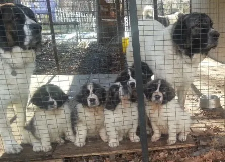 Working Dogs