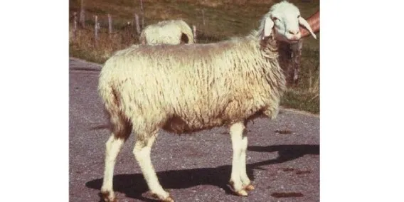 Photo sheep; Agraria.org