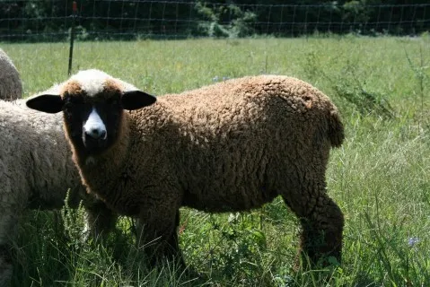<a href='http://www.livestockofamerica.com/Ranches/Ranchhome.asp?CurrentPeopleID=1921' class = 'body' target='_blank'>Photo: Moonglow farm</a>