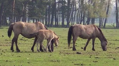 Image from Maschinenjunge