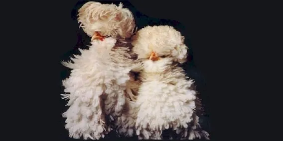 Padovana Riccia - Italian Polish frizle (photo A. Bacchella) 