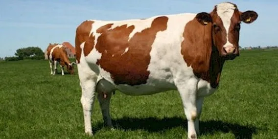 Photo source: www.redpiedfriesiancattle.com