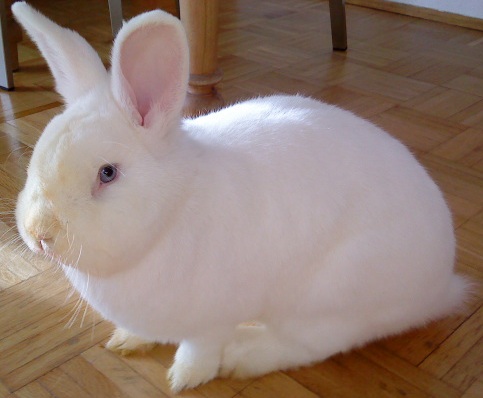 Photo Source: Wikipedia.org