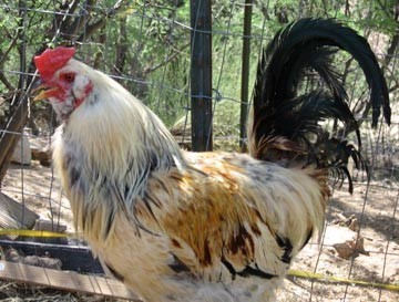 Ducky The Araucana